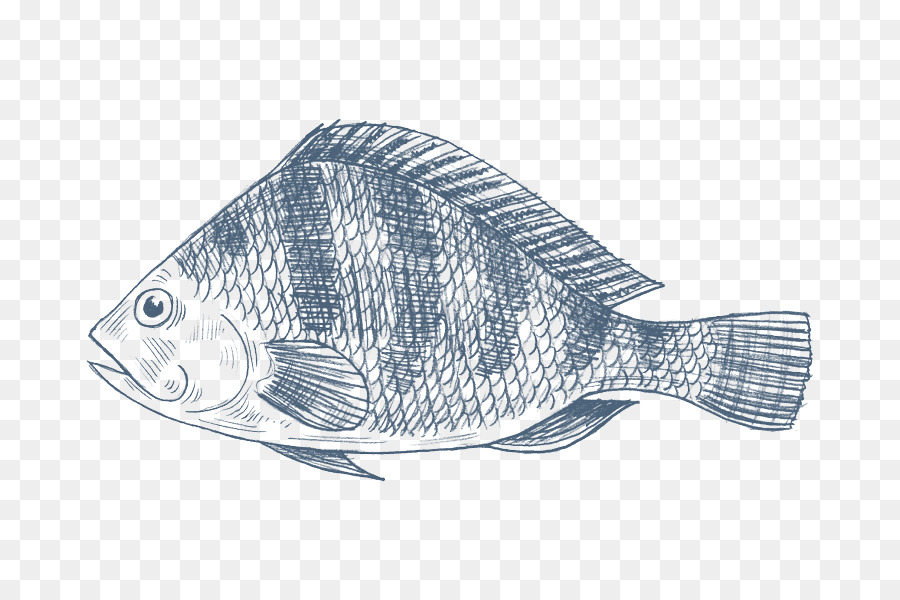 Tilapia joke