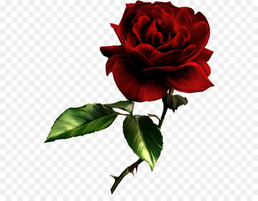 лучшие розы，роза PNG