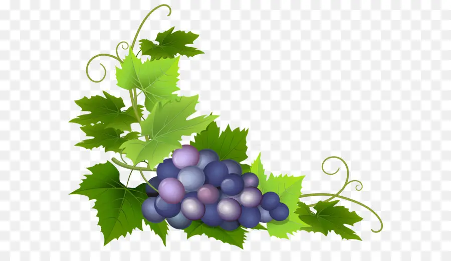 вина，общие виноград PNG