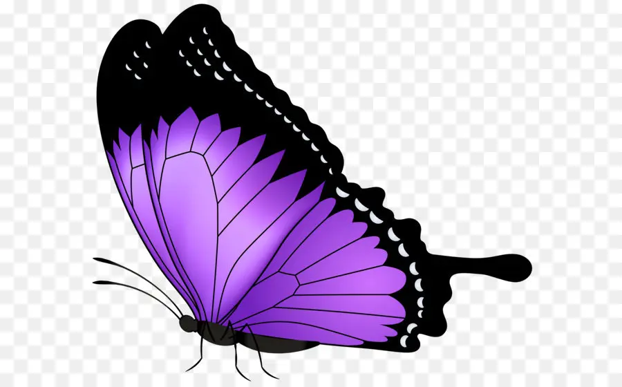 бабочка，фиолетовый PNG