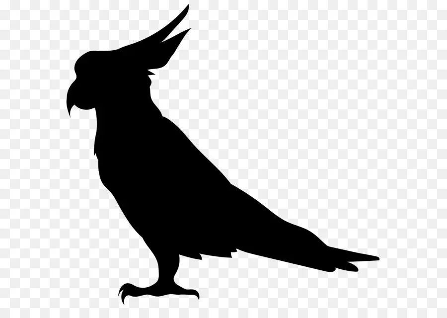 Cockatoo，птица PNG