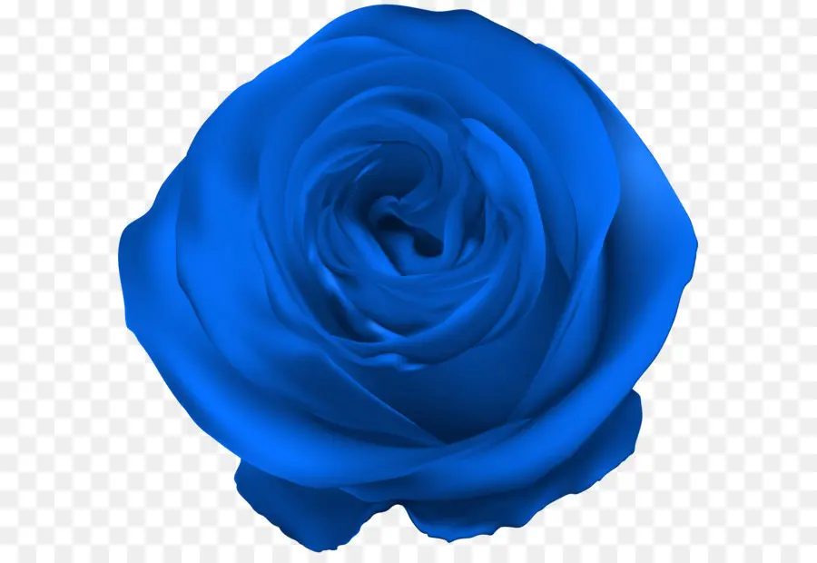сентифолия роза，синий роза PNG