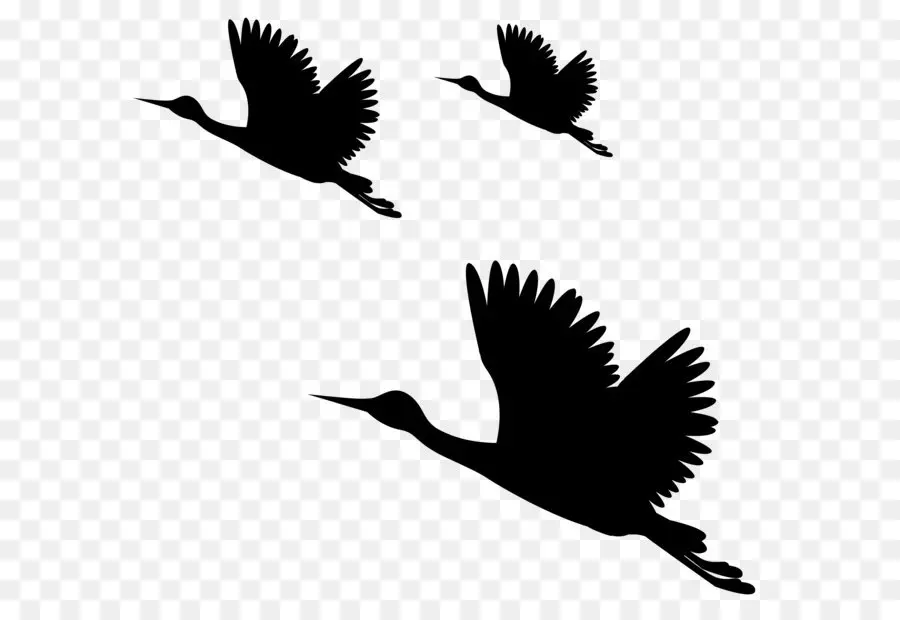 птица，общие ворон PNG