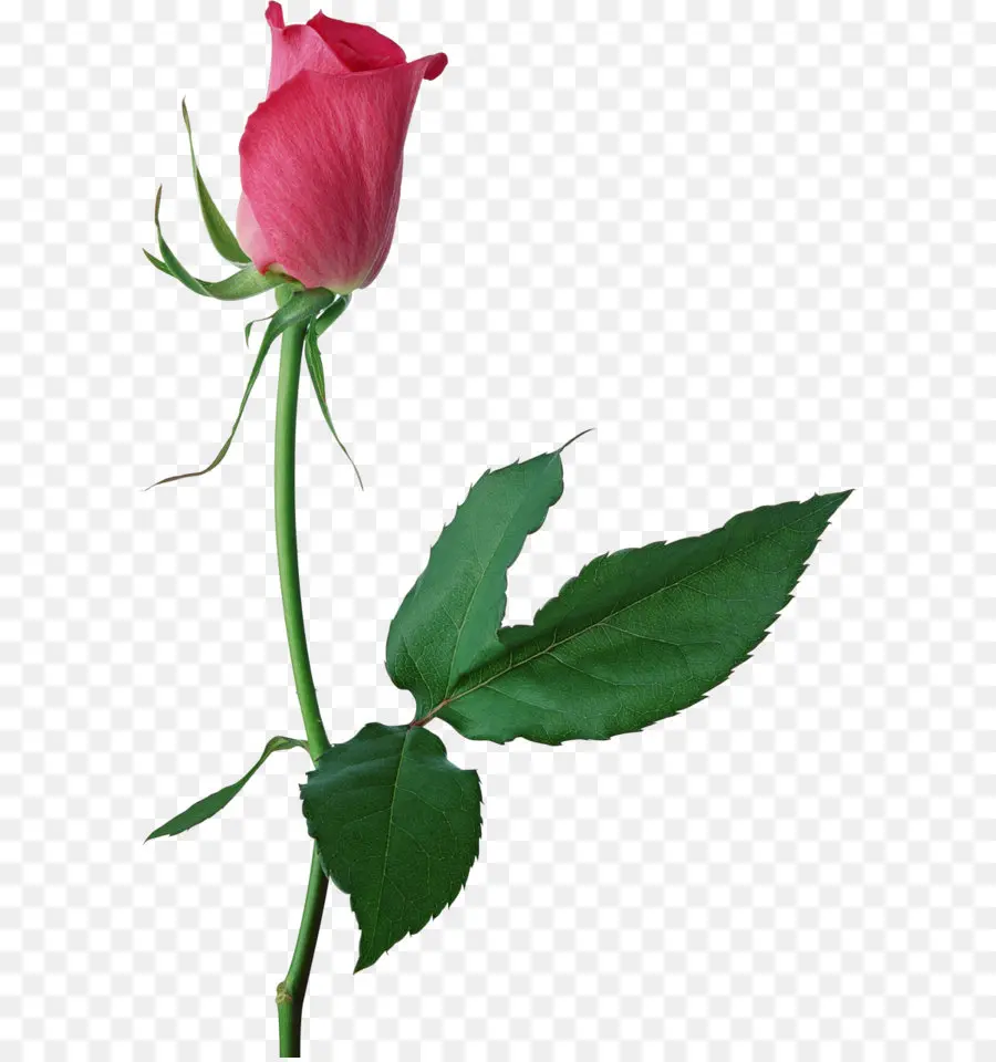 сентифолия роза，розовый PNG