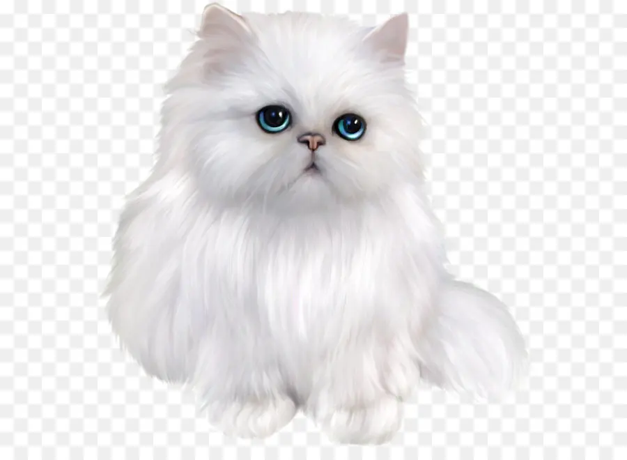 персидская кошка，Азиатско полудлинношерстные PNG