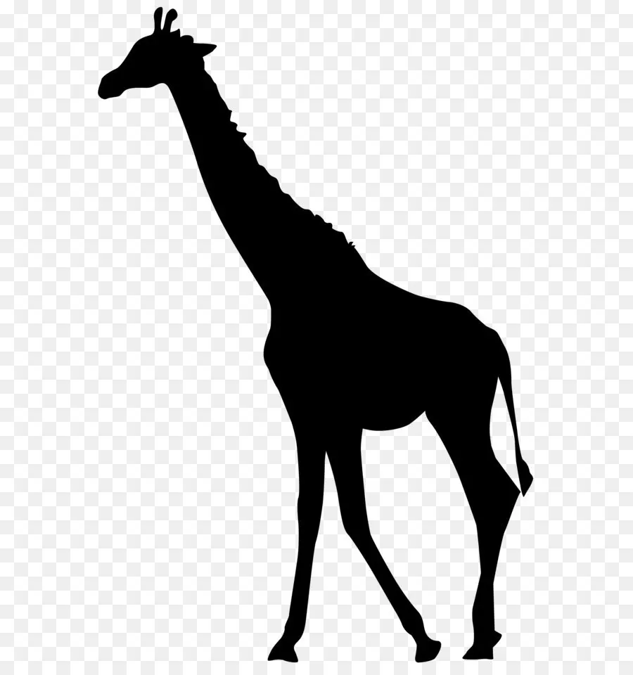 жираф，силуэт PNG