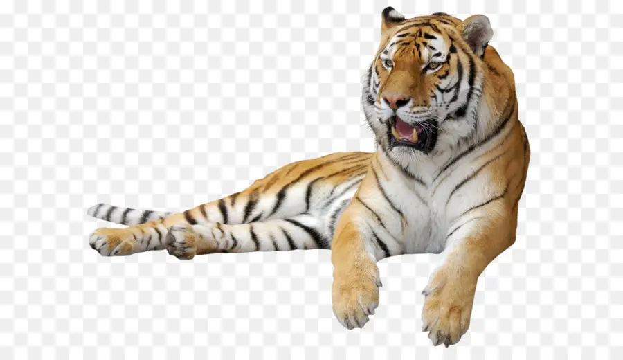 тигр，леопард PNG