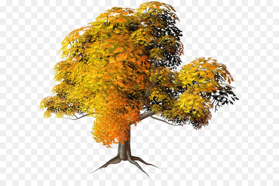 дерево，осень PNG
