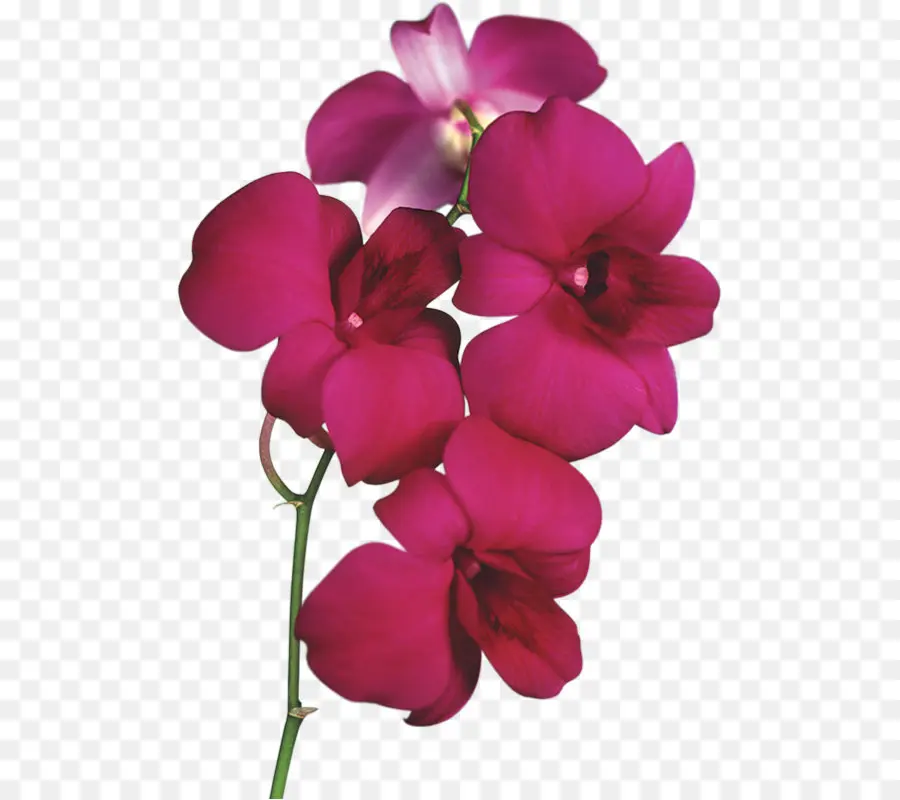 леди с башмачок орхидеи，цветок PNG