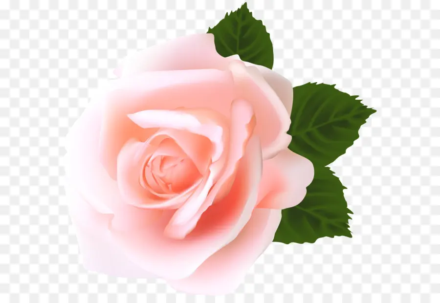 сентифолия роза，срезанные цветы PNG
