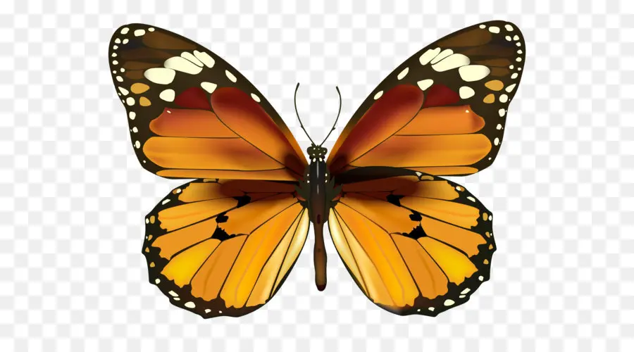 бабочка，монарх бабочка PNG