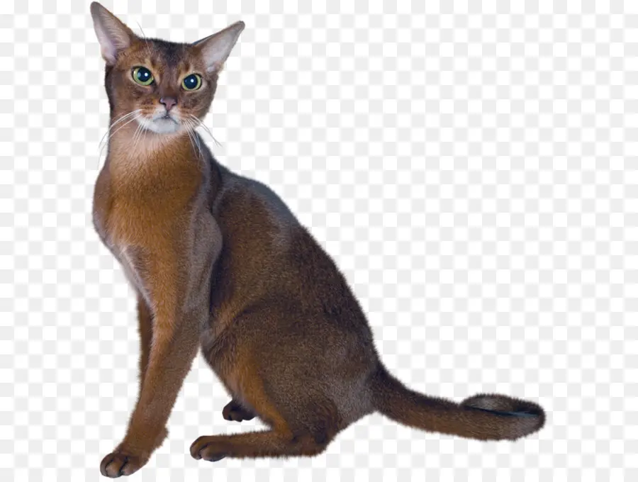 персидская кошка，котенок PNG