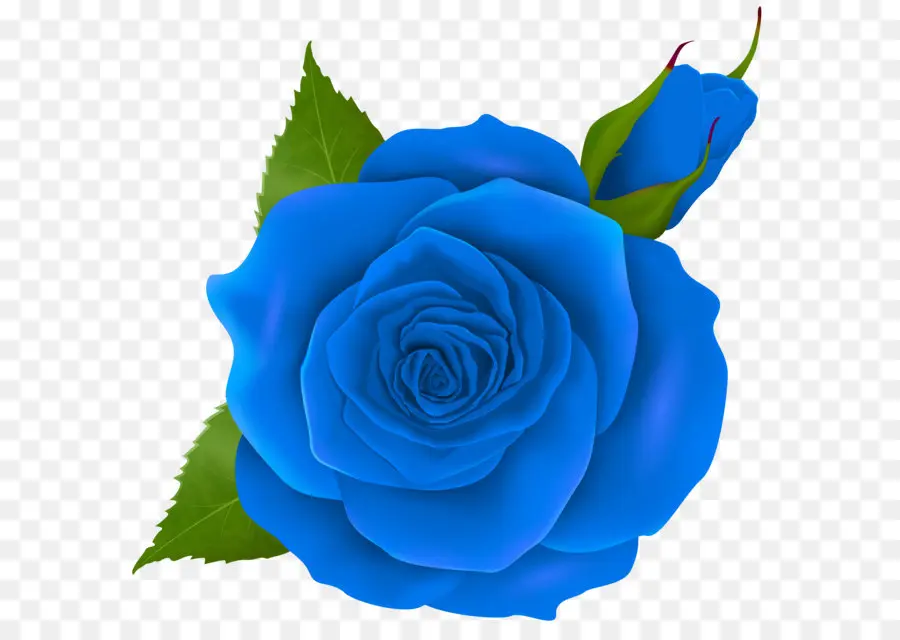 сентифолия роза，цветок PNG