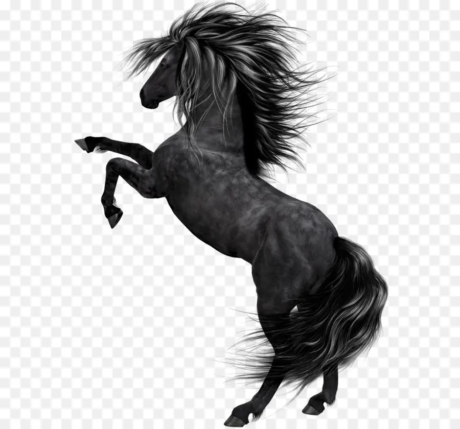 лошадь，черный PNG