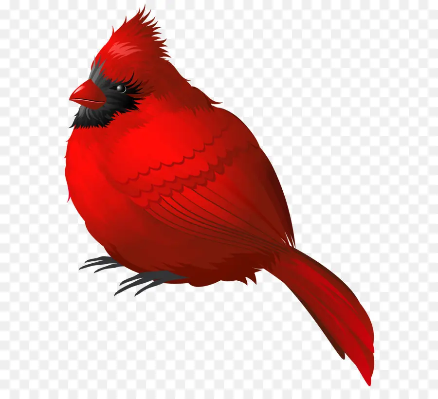 птица，певчая птица PNG