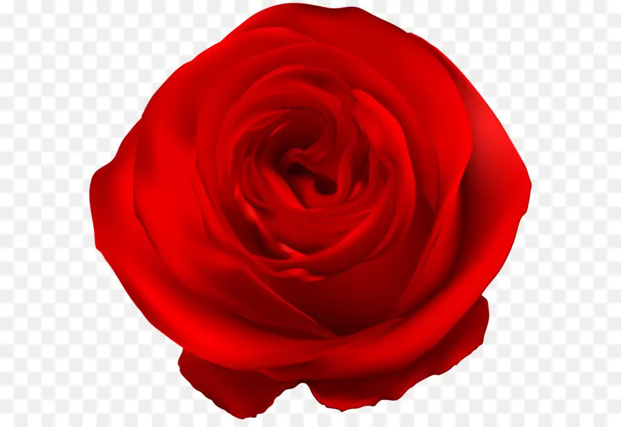 роза，сад розы PNG