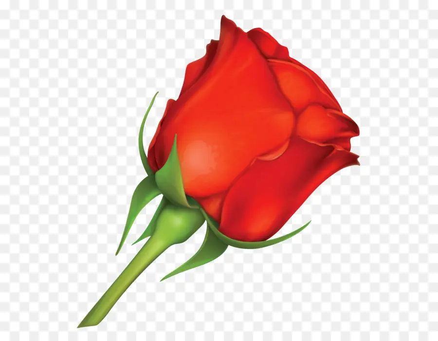 роза，Валентина S день PNG