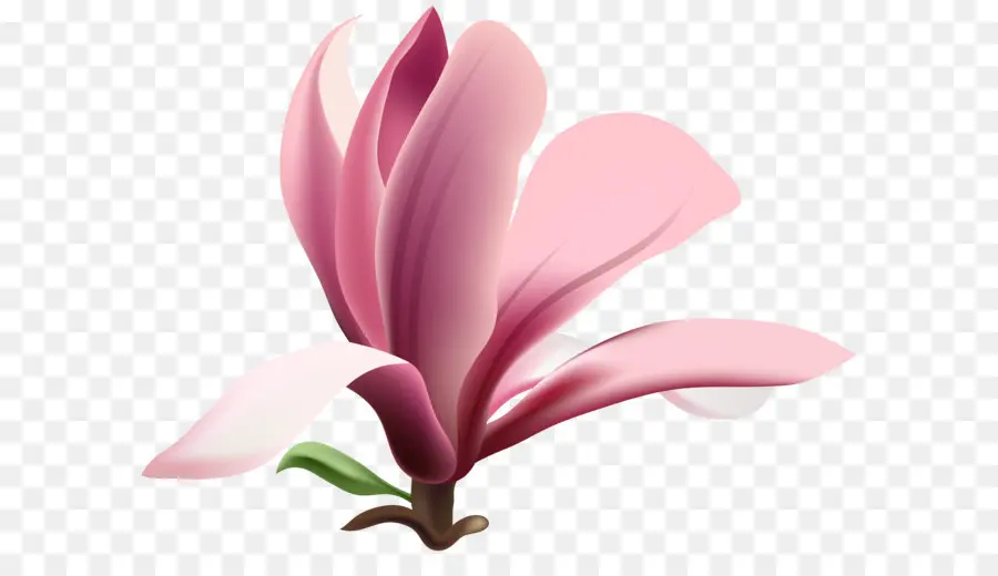 цветок，магнолия PNG