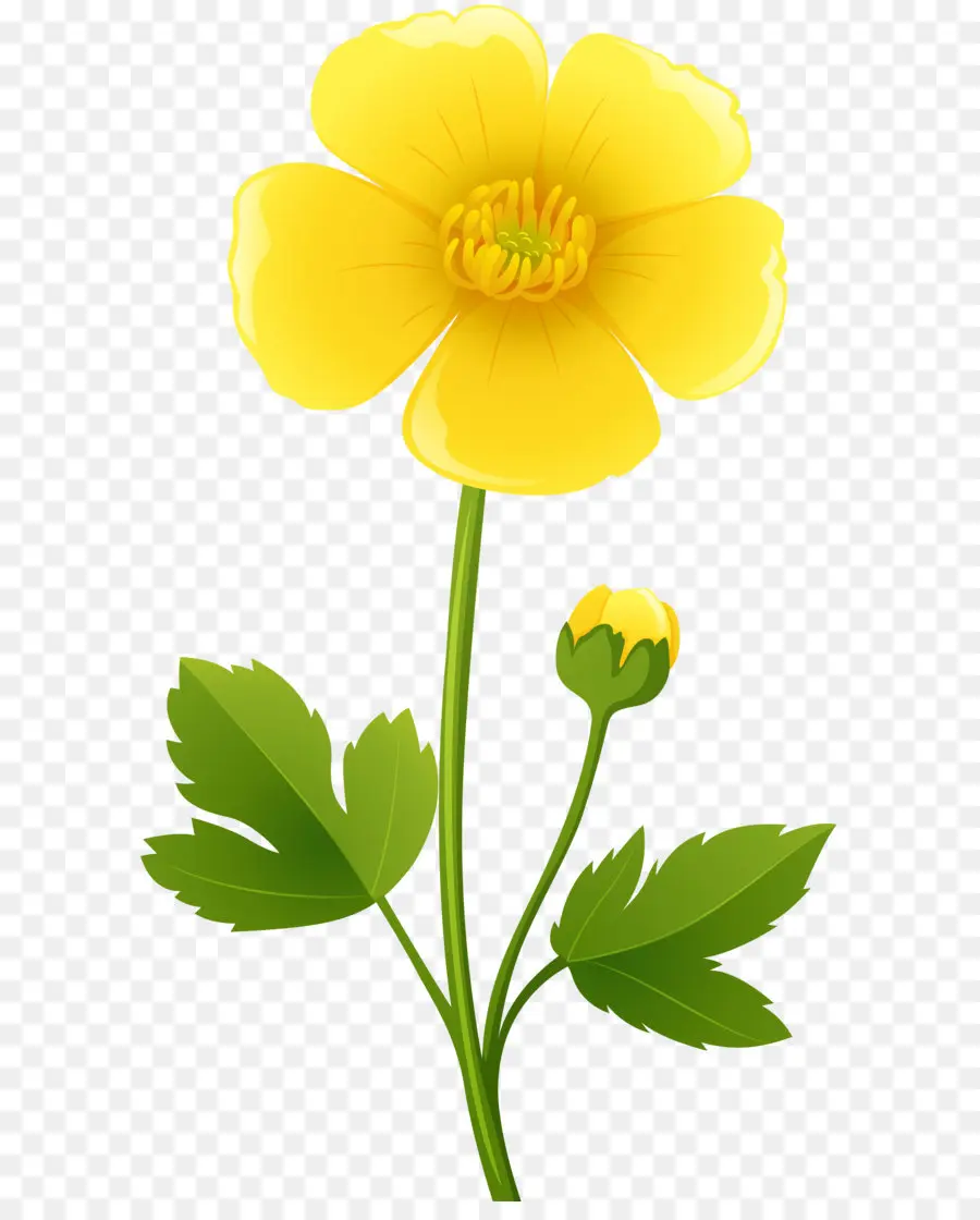 Лютик Bulbosus，цветок PNG