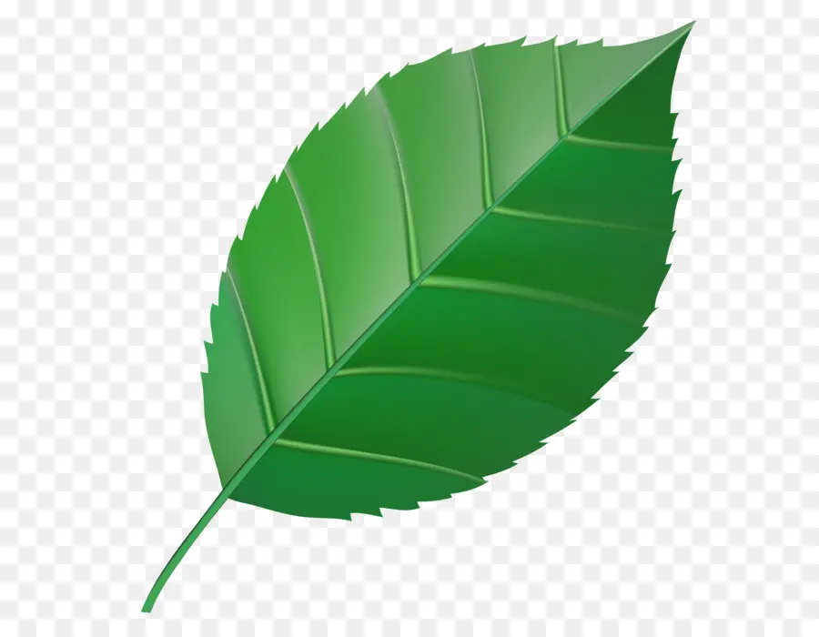лист，зеленый PNG