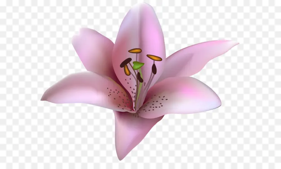 цветок，Лили Bulbiferum PNG