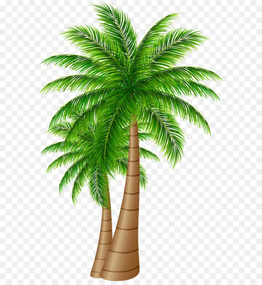 Arecaceae，кокосовое PNG