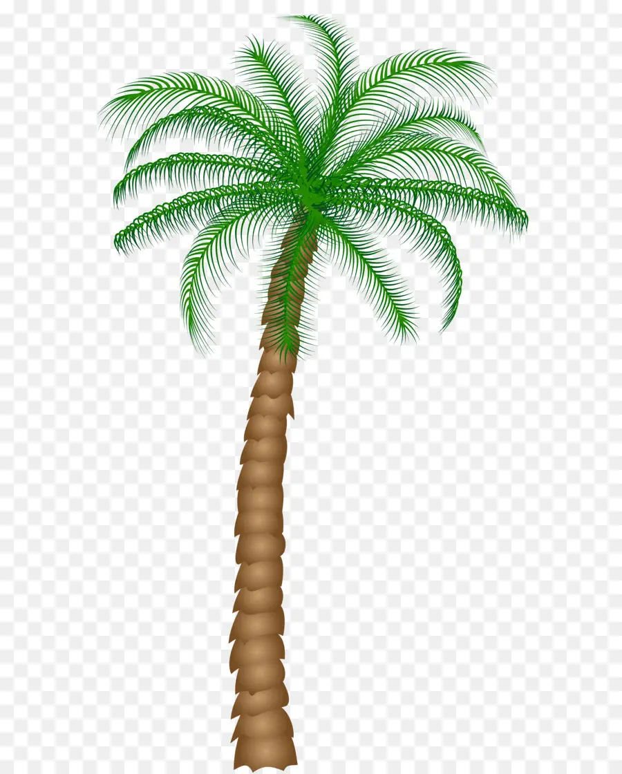 Arecaceae，дерево PNG