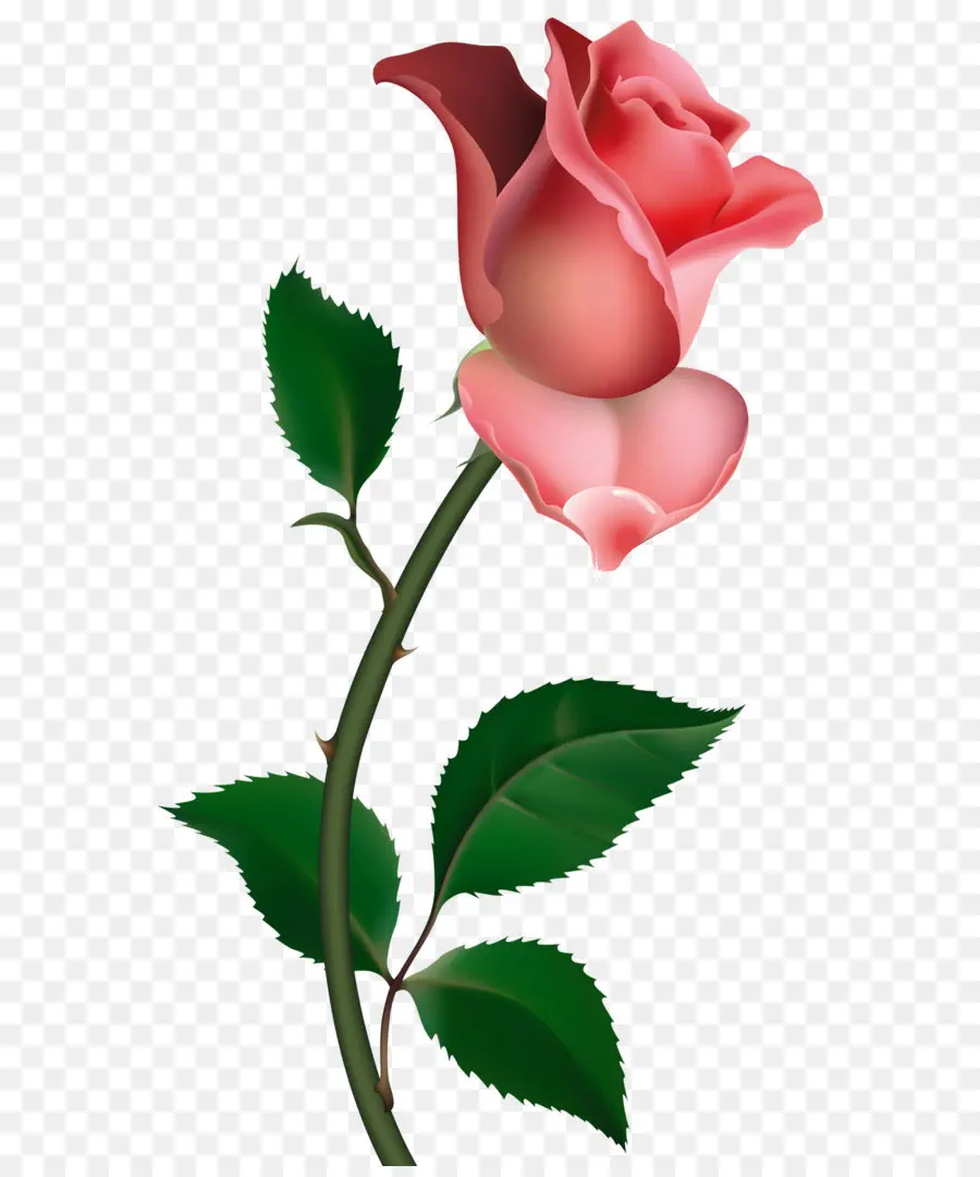 роза，бесплатно PNG
