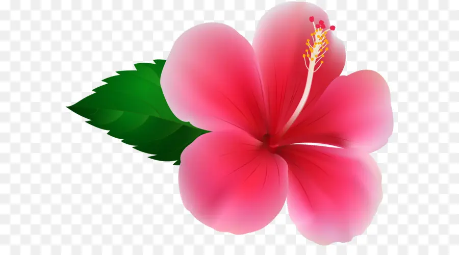 мальвы，цветок PNG
