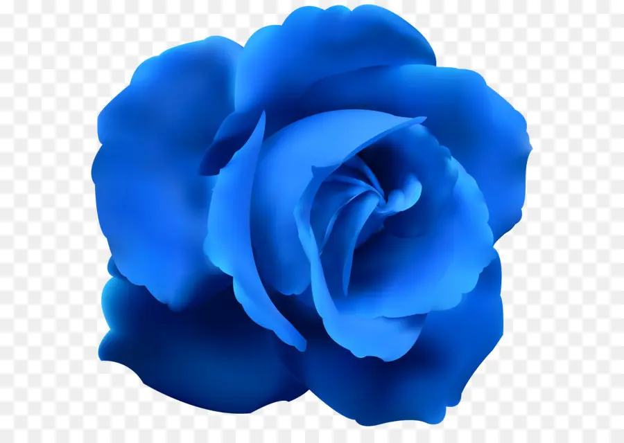 синий роза，роза PNG