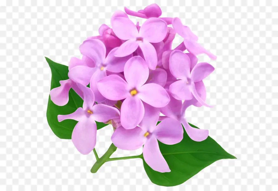 хризантема крупноцветковая，цветок PNG