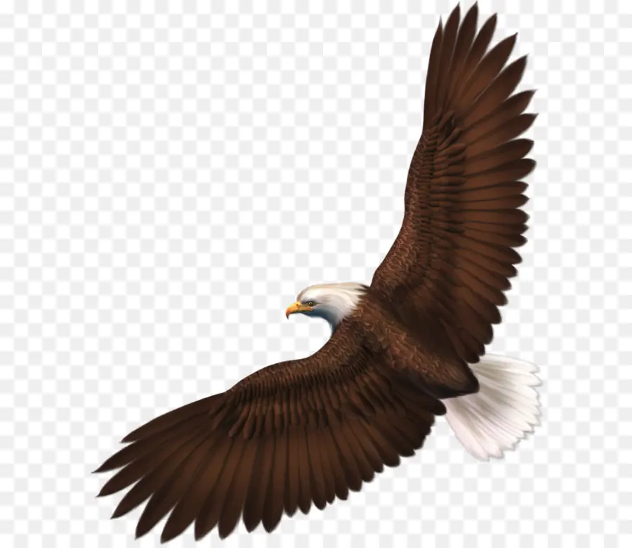 лысый Орел，птица PNG