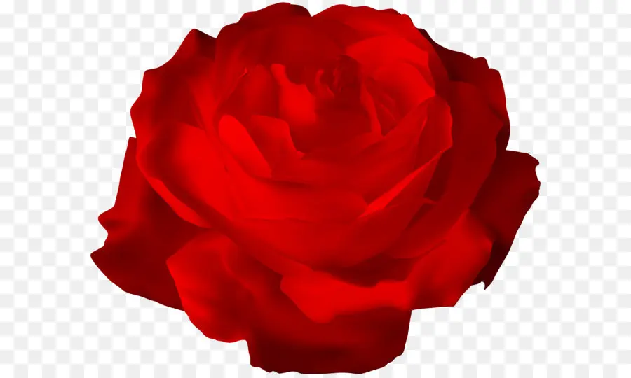 сентифолия роза，сад розы PNG