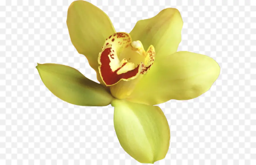 популярные орхидеи，орхидеи PNG
