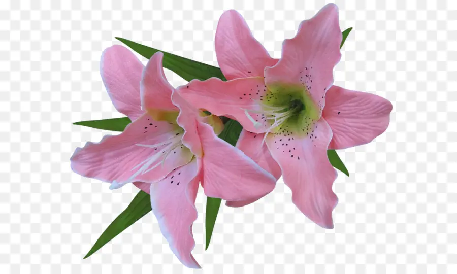 пасхальные лилии，Лили Bulbiferum PNG