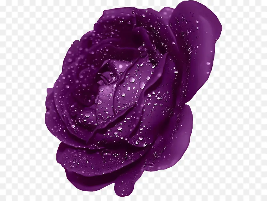 роза，фиолетовый PNG