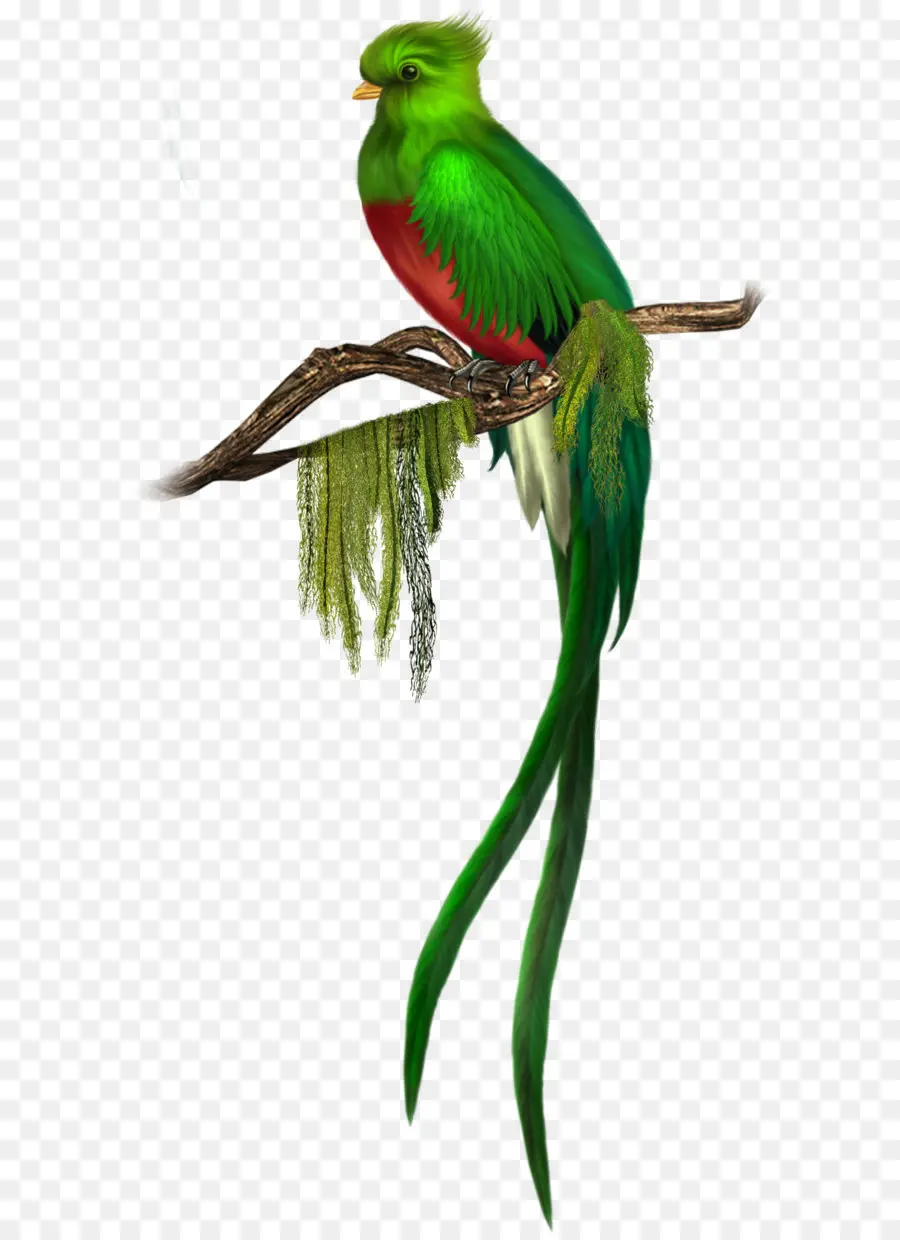 птица，Гватемала PNG