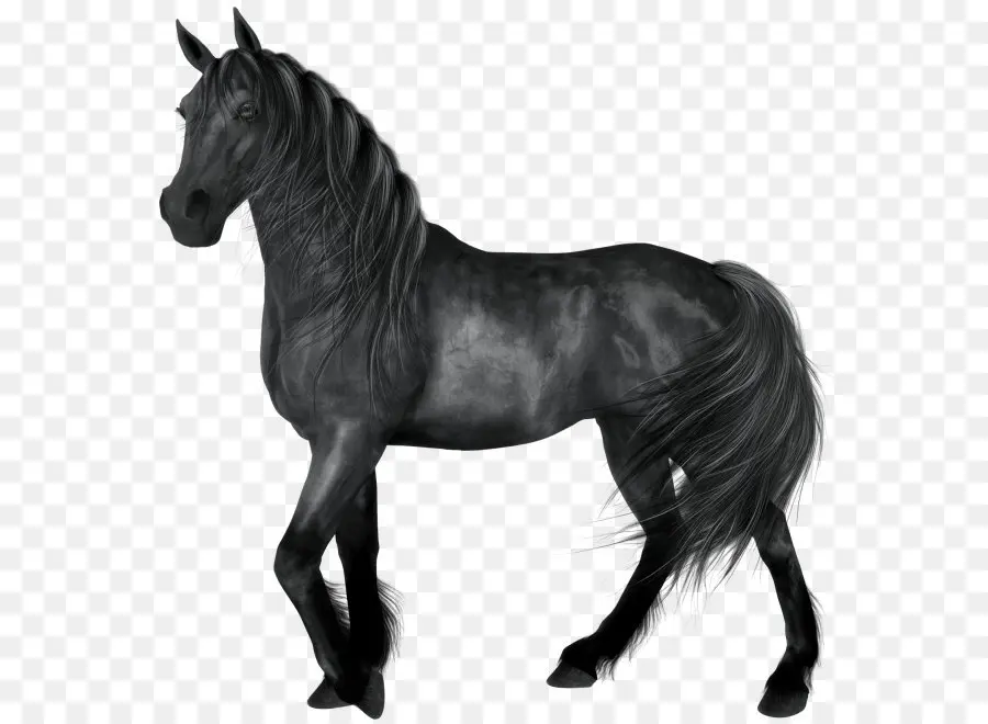 американские четверть лошадь，Kladruber PNG