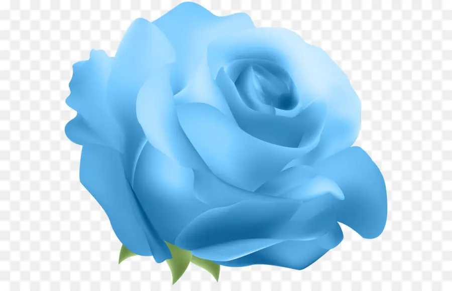 синий роза，сентифолия роза PNG