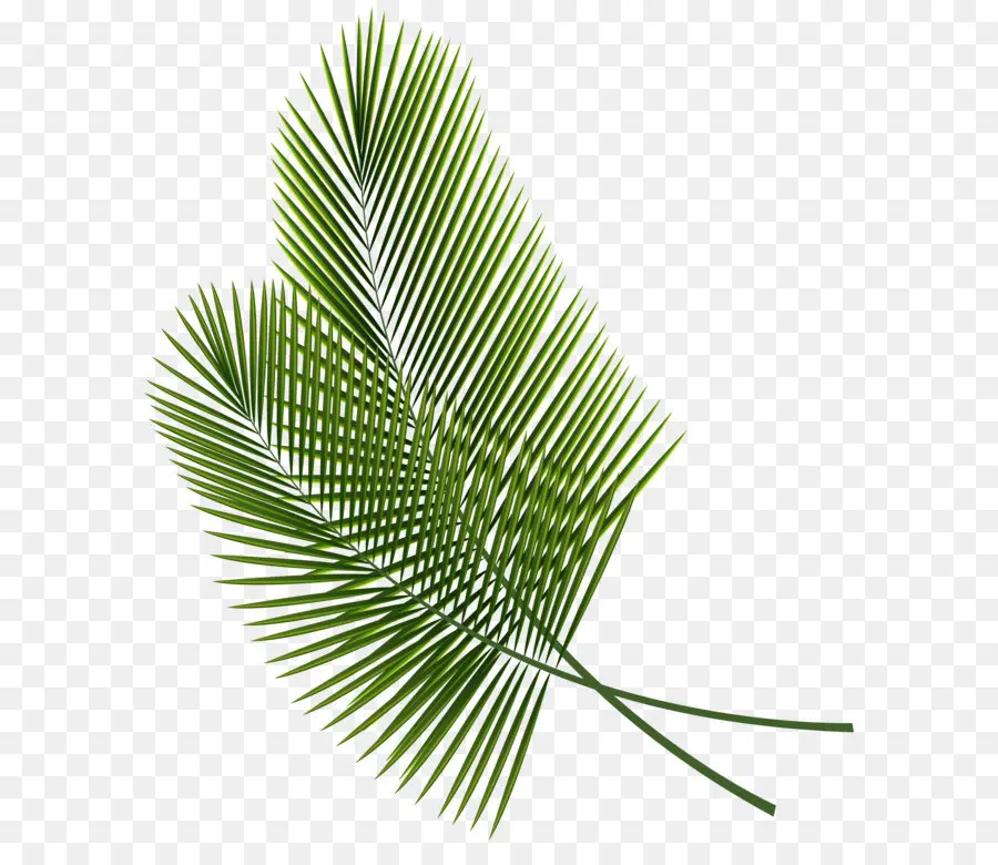 лист，Arecaceae PNG