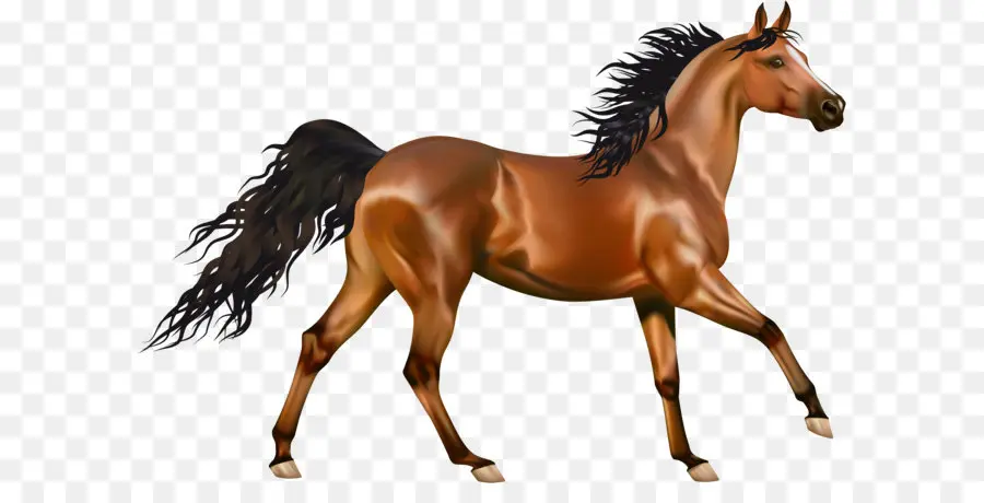 арабские лошади，американские краски лошадь PNG