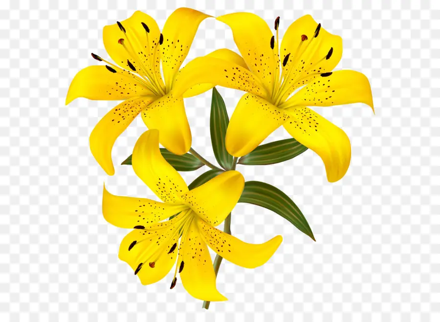 Лили Bulbiferum，Лилия белый PNG