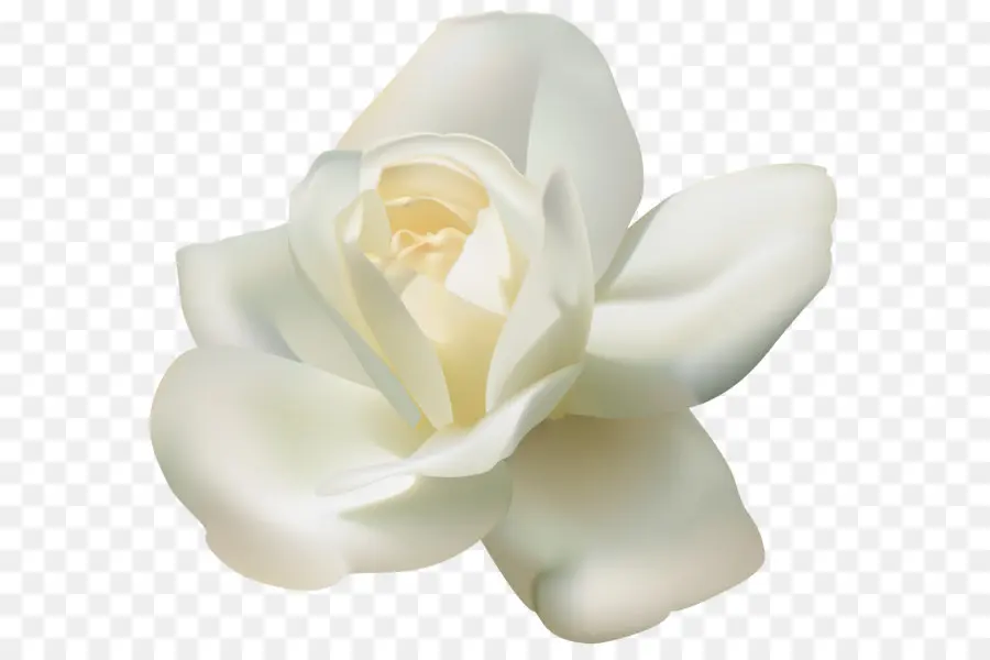 роза，цветок PNG