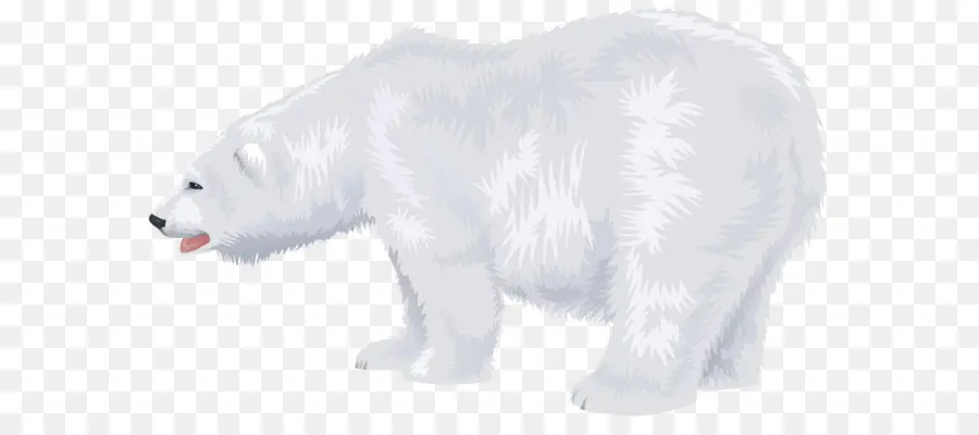 медведь，Полярный медведь PNG