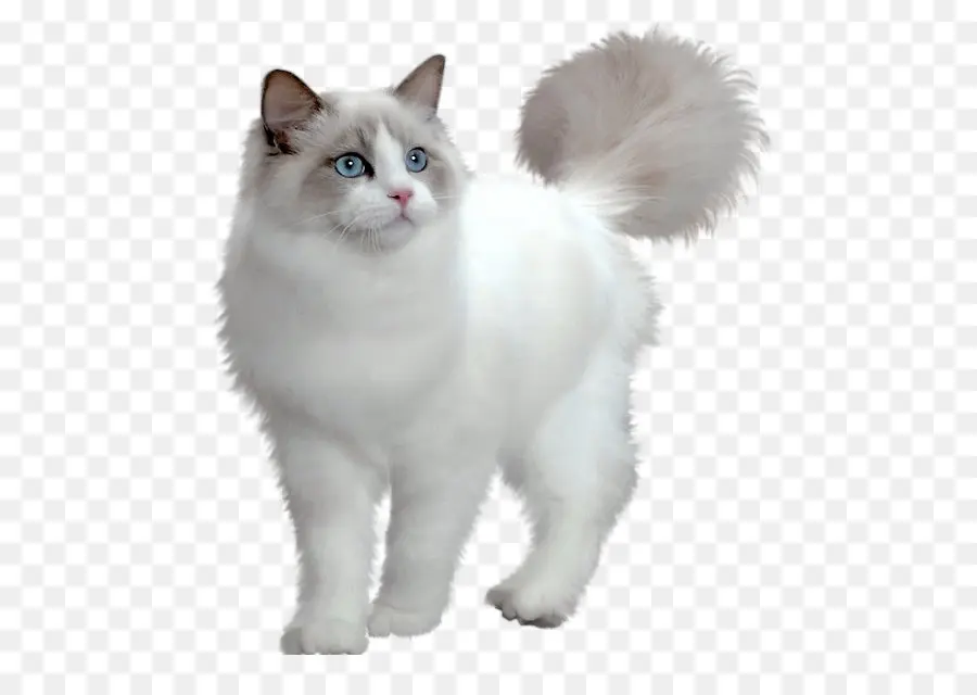 персидская кошка，менуэт кошка PNG