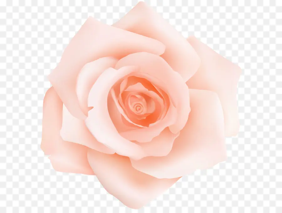 сентифолия роза，сад розы PNG