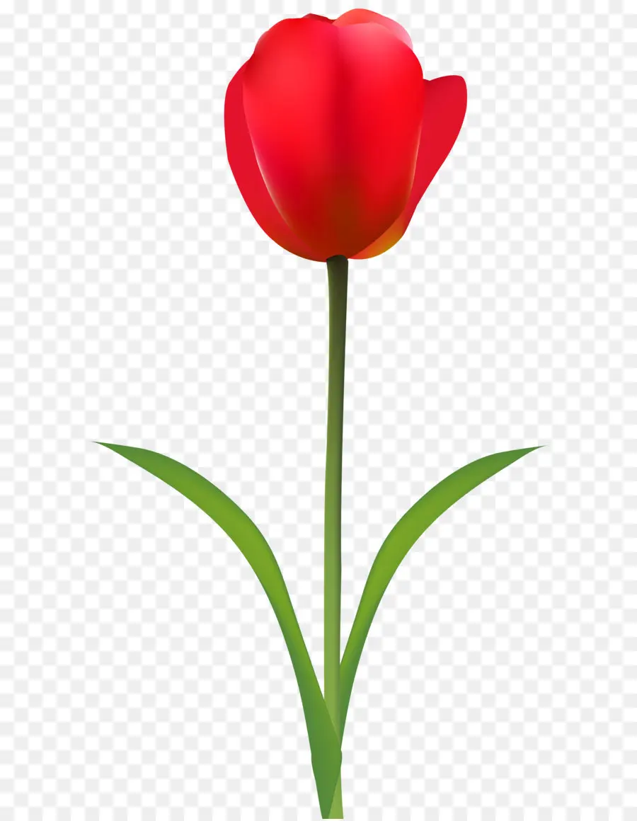 тюльпан，красный PNG