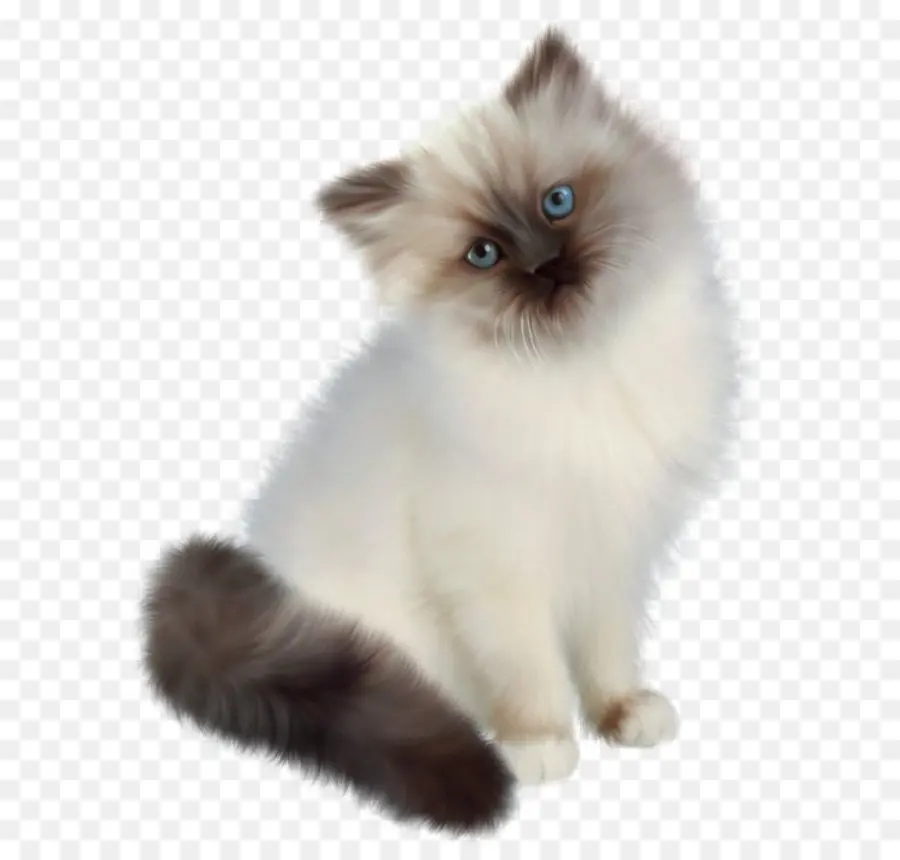 персидская кошка，рэгдолл PNG