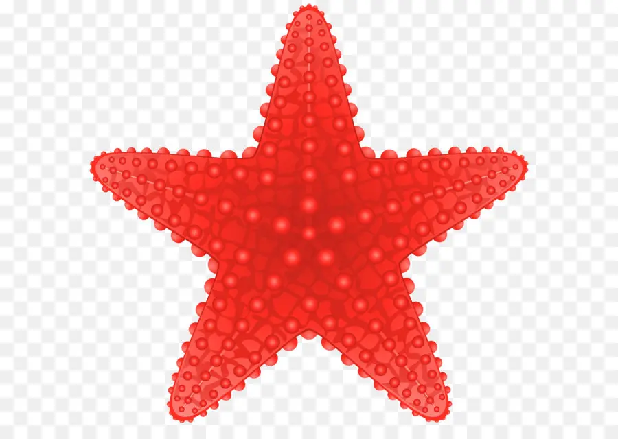 морская звезда，хрупкие звезды PNG