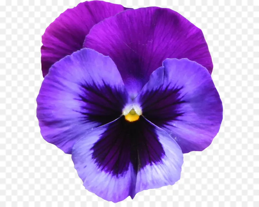 сладкий фиолетовый，фиолетовый Sororia PNG